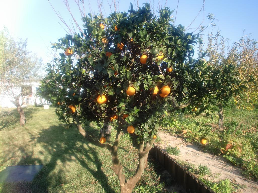 Quinta Da Harmonia Lägenhet Azeitao Exteriör bild