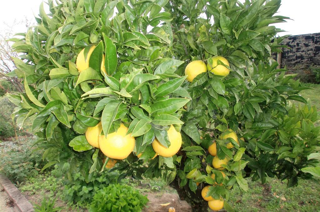 Quinta Da Harmonia Lägenhet Azeitao Exteriör bild